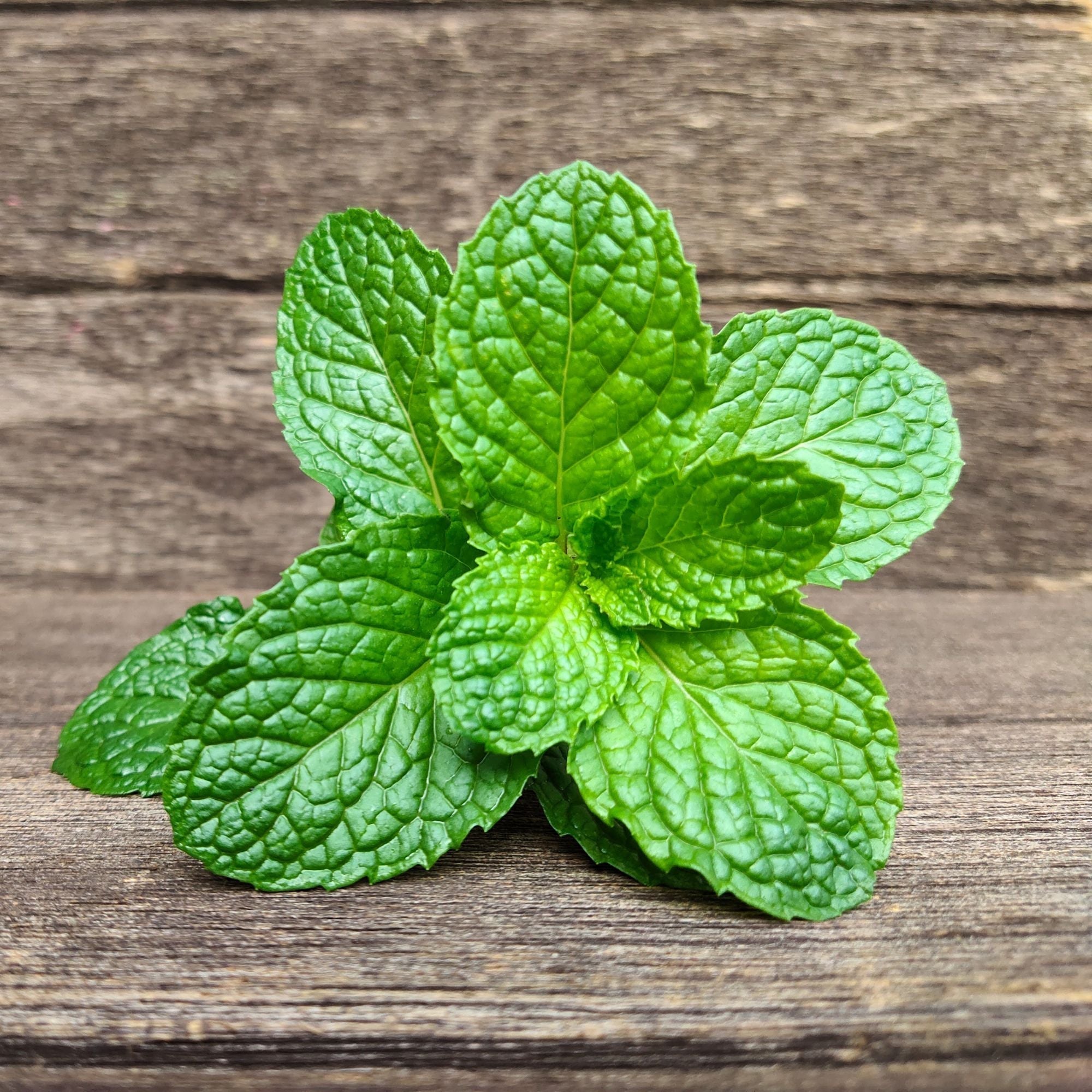 Mint leaves on a wooden table background