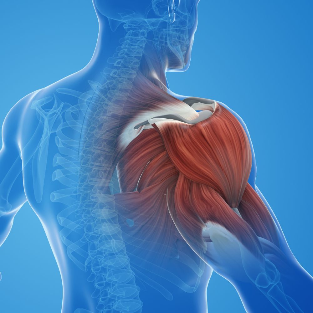 human graphic with shoulder muscles and tendons exposed